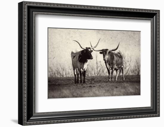 Texas Longhorns Crop-Debra Van Swearingen-Framed Photographic Print