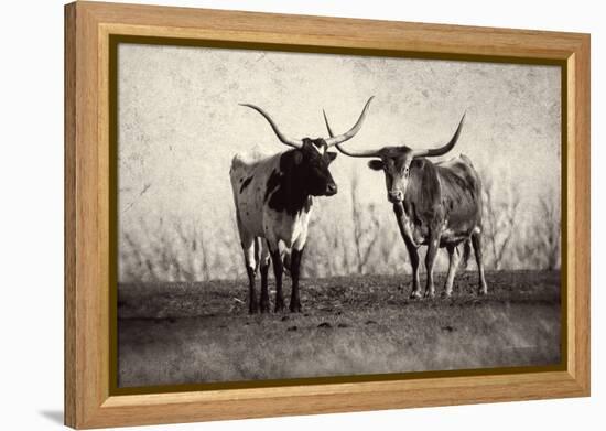 Texas Longhorns Crop-Debra Van Swearingen-Framed Premier Image Canvas