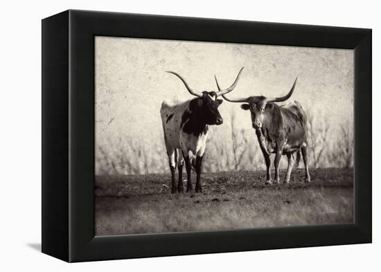 Texas Longhorns Crop-Debra Van Swearingen-Framed Premier Image Canvas