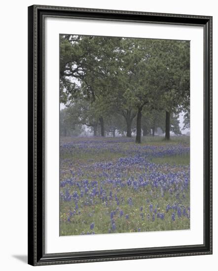 Texas Paintbrush and Bluebonnets Below Oak Trees, Hill Country, Texas, USA-Adam Jones-Framed Photographic Print