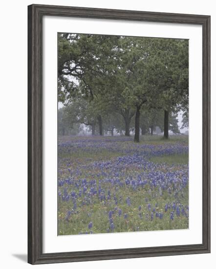 Texas Paintbrush and Bluebonnets Below Oak Trees, Hill Country, Texas, USA-Adam Jones-Framed Photographic Print