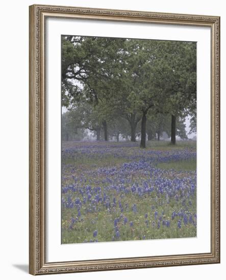 Texas Paintbrush and Bluebonnets Below Oak Trees, Hill Country, Texas, USA-Adam Jones-Framed Photographic Print