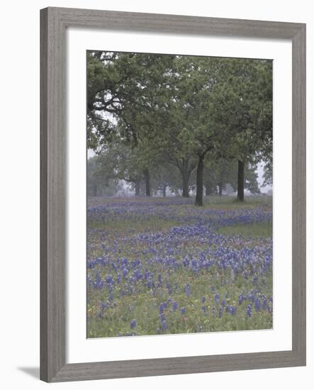 Texas Paintbrush and Bluebonnets Below Oak Trees, Hill Country, Texas, USA-Adam Jones-Framed Photographic Print