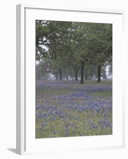 Texas Paintbrush and Bluebonnets Below Oak Trees, Hill Country, Texas, USA-Adam Jones-Framed Photographic Print