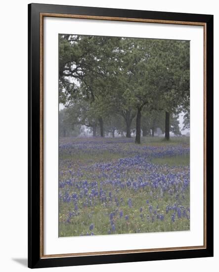 Texas Paintbrush and Bluebonnets Below Oak Trees, Hill Country, Texas, USA-Adam Jones-Framed Photographic Print