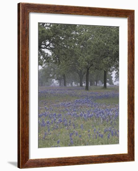 Texas Paintbrush and Bluebonnets Below Oak Trees, Hill Country, Texas, USA-Adam Jones-Framed Photographic Print