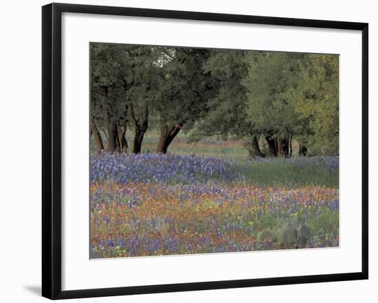 Texas Paintbrush and Bluebonnets Below Oak Trees, Hill Country, Texas, USA-Adam Jones-Framed Photographic Print