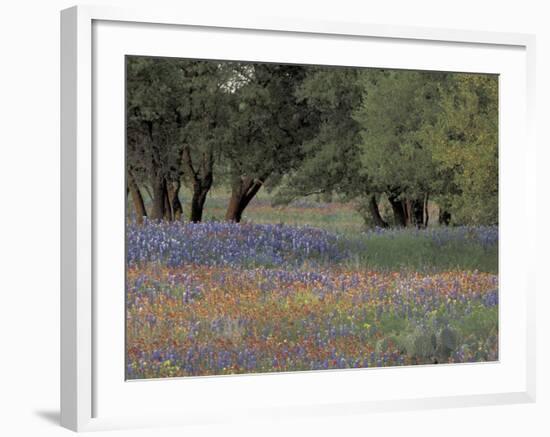 Texas Paintbrush and Bluebonnets Below Oak Trees, Hill Country, Texas, USA-Adam Jones-Framed Photographic Print