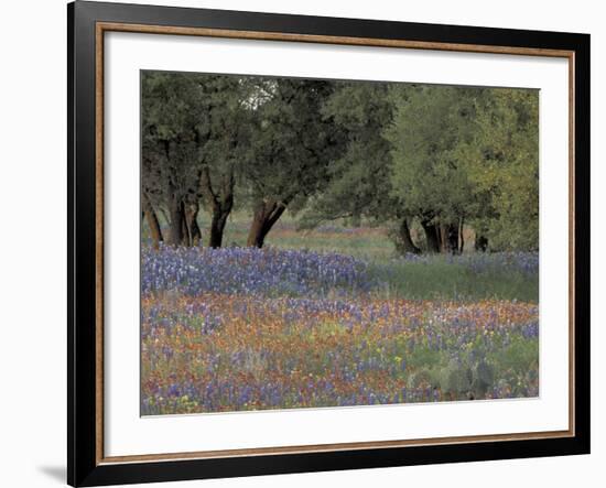 Texas Paintbrush and Bluebonnets Below Oak Trees, Hill Country, Texas, USA-Adam Jones-Framed Photographic Print