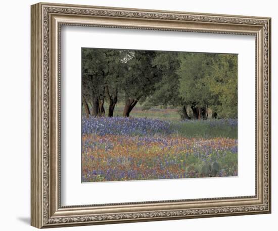 Texas Paintbrush and Bluebonnets Below Oak Trees, Hill Country, Texas, USA-Adam Jones-Framed Photographic Print