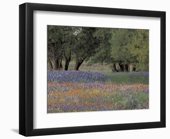 Texas Paintbrush and Bluebonnets Below Oak Trees, Hill Country, Texas, USA-Adam Jones-Framed Photographic Print