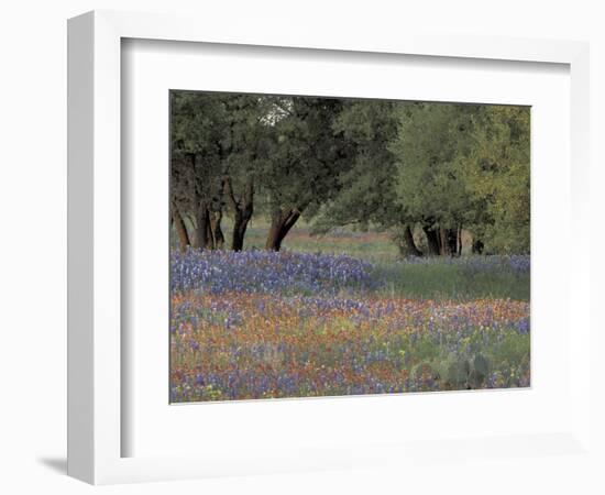 Texas Paintbrush and Bluebonnets Below Oak Trees, Hill Country, Texas, USA-Adam Jones-Framed Photographic Print