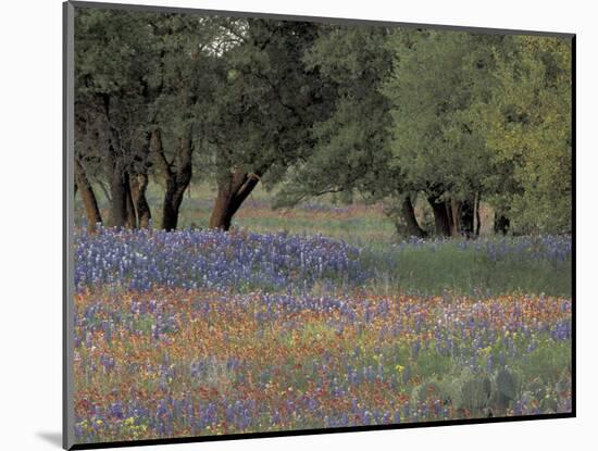 Texas Paintbrush and Bluebonnets Below Oak Trees, Hill Country, Texas, USA-Adam Jones-Mounted Photographic Print