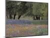 Texas Paintbrush and Bluebonnets Below Oak Trees, Hill Country, Texas, USA-Adam Jones-Mounted Photographic Print