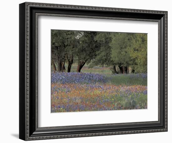 Texas Paintbrush and Bluebonnets Below Oak Trees, Hill Country, Texas, USA-Adam Jones-Framed Photographic Print