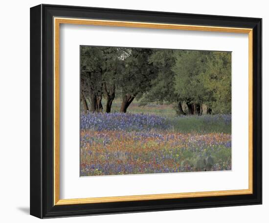 Texas Paintbrush and Bluebonnets Below Oak Trees, Hill Country, Texas, USA-Adam Jones-Framed Photographic Print