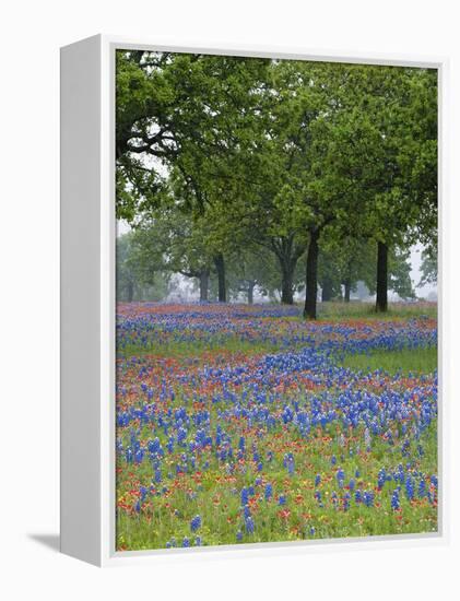 Texas Paintbrush and Bluebonnets Beneath Oak Trees, Texas Hill Country, Texas, USA-Adam Jones-Framed Premier Image Canvas