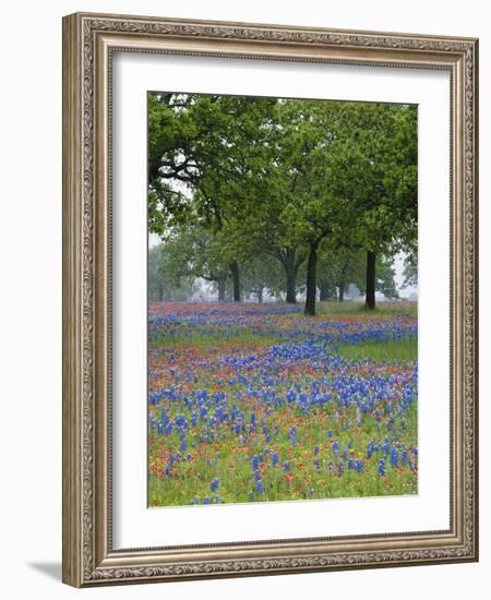 Texas Paintbrush and Bluebonnets Beneath Oak Trees, Texas Hill Country, Texas, USA-Adam Jones-Framed Photographic Print