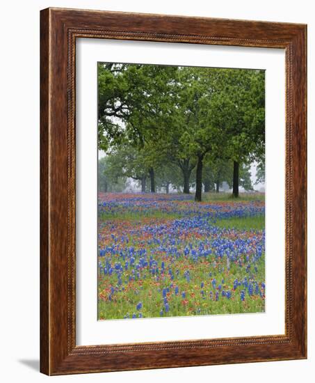 Texas Paintbrush and Bluebonnets Beneath Oak Trees, Texas Hill Country, Texas, USA-Adam Jones-Framed Photographic Print