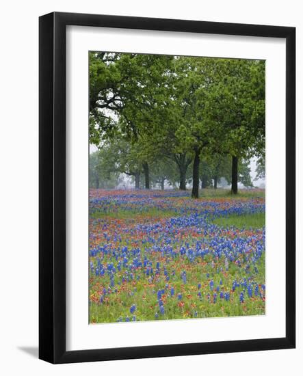 Texas Paintbrush and Bluebonnets Beneath Oak Trees, Texas Hill Country, Texas, USA-Adam Jones-Framed Photographic Print