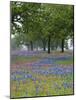 Texas Paintbrush and Bluebonnets Beneath Oak Trees, Texas Hill Country, Texas, USA-Adam Jones-Mounted Photographic Print