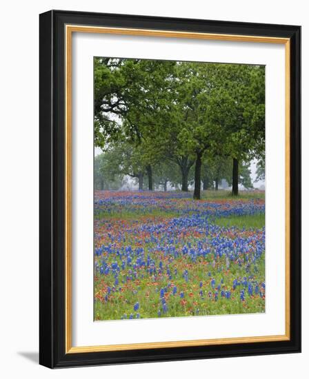 Texas Paintbrush and Bluebonnets Beneath Oak Trees, Texas Hill Country, Texas, USA-Adam Jones-Framed Photographic Print