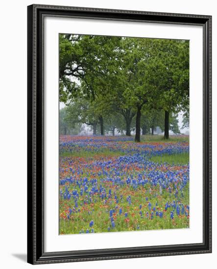 Texas Paintbrush and Bluebonnets Beneath Oak Trees, Texas Hill Country, Texas, USA-Adam Jones-Framed Photographic Print