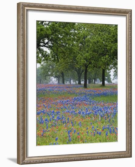 Texas Paintbrush and Bluebonnets Beneath Oak Trees, Texas Hill Country, Texas, USA-Adam Jones-Framed Photographic Print