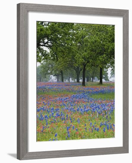 Texas Paintbrush and Bluebonnets Beneath Oak Trees, Texas Hill Country, Texas, USA-Adam Jones-Framed Photographic Print