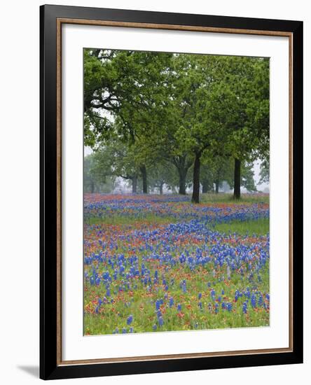 Texas Paintbrush and Bluebonnets Beneath Oak Trees, Texas Hill Country, Texas, USA-Adam Jones-Framed Photographic Print