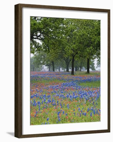 Texas Paintbrush and Bluebonnets Beneath Oak Trees, Texas Hill Country, Texas, USA-Adam Jones-Framed Photographic Print