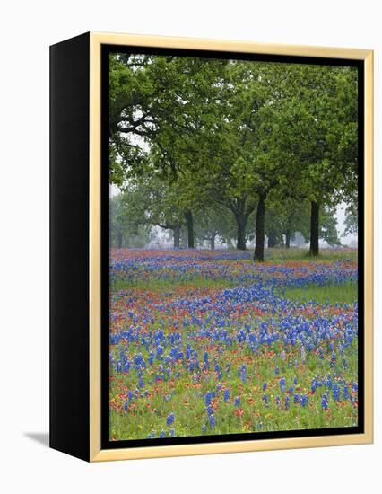 Texas Paintbrush and Bluebonnets Beneath Oak Trees, Texas Hill Country, Texas, USA-Adam Jones-Framed Premier Image Canvas