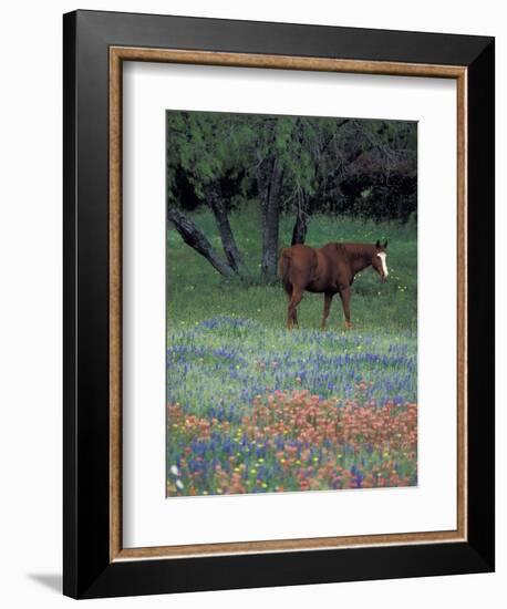 Texas Paintbrush and Bluebonnets, East of Lytle Horse, Texas, USA-Darrell Gulin-Framed Photographic Print