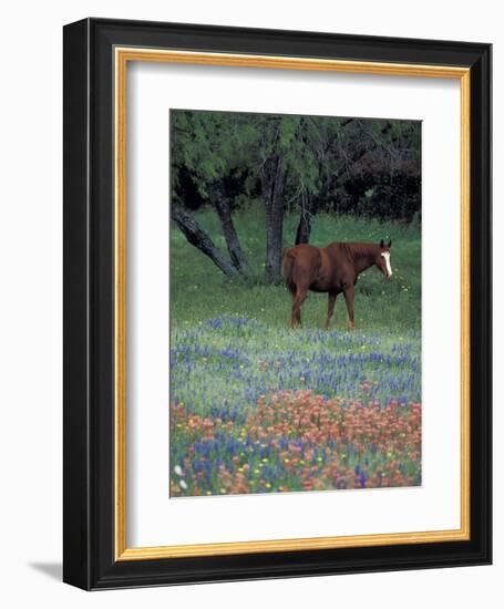 Texas Paintbrush and Bluebonnets, East of Lytle Horse, Texas, USA-Darrell Gulin-Framed Photographic Print