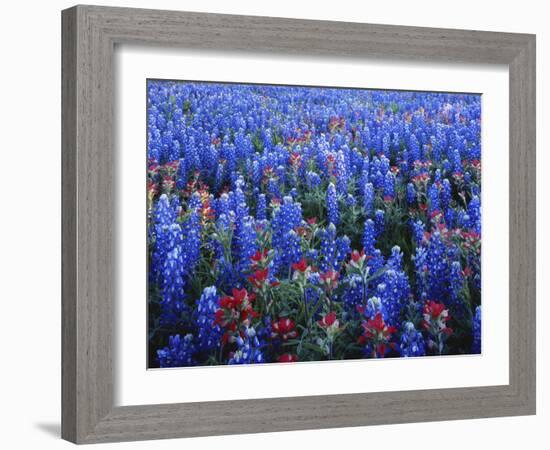 Texas Paintbrush and Bluebonnets Flowers Growing in Field, Texas Hill Country, Texas, USA-Adam Jones-Framed Photographic Print