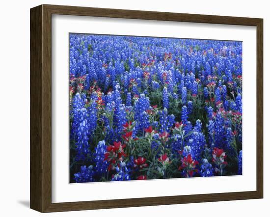 Texas Paintbrush and Bluebonnets Flowers Growing in Field, Texas Hill Country, Texas, USA-Adam Jones-Framed Photographic Print