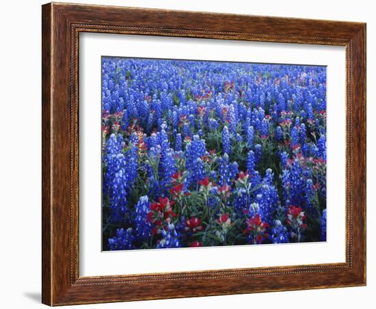 Texas Paintbrush and Bluebonnets Flowers Growing in Field, Texas Hill Country, Texas, USA-Adam Jones-Framed Photographic Print