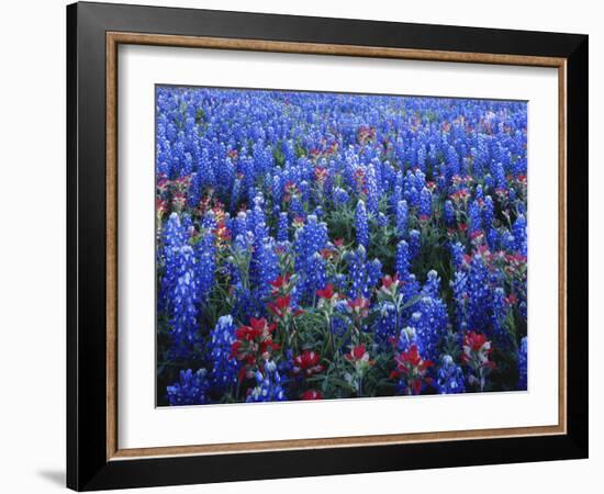 Texas Paintbrush and Bluebonnets Flowers Growing in Field, Texas Hill Country, Texas, USA-Adam Jones-Framed Photographic Print