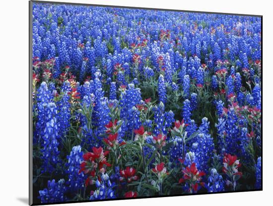 Texas Paintbrush and Bluebonnets Flowers Growing in Field, Texas Hill Country, Texas, USA-Adam Jones-Mounted Photographic Print