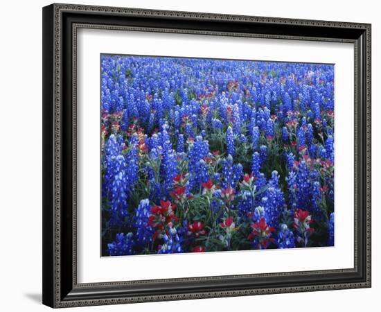 Texas Paintbrush and Bluebonnets Flowers Growing in Field, Texas Hill Country, Texas, USA-Adam Jones-Framed Photographic Print