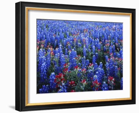 Texas Paintbrush and Bluebonnets Flowers Growing in Field, Texas Hill Country, Texas, USA-Adam Jones-Framed Photographic Print