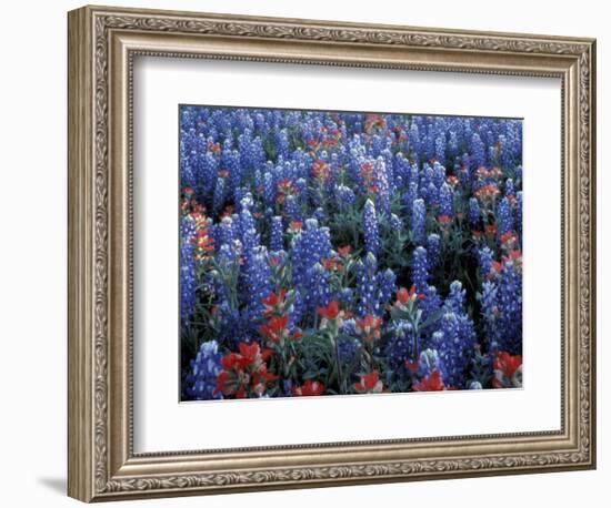 Texas Paintbrush and Bluebonnets, Hill Country, Texas, USA-Adam Jones-Framed Photographic Print