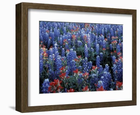 Texas Paintbrush and Bluebonnets, Hill Country, Texas, USA-Adam Jones-Framed Photographic Print