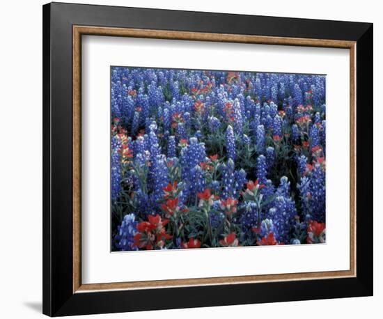 Texas Paintbrush and Bluebonnets, Hill Country, Texas, USA-Adam Jones-Framed Photographic Print