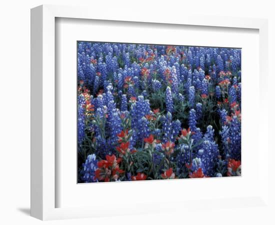 Texas Paintbrush and Bluebonnets, Hill Country, Texas, USA-Adam Jones-Framed Photographic Print