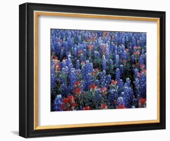 Texas Paintbrush and Bluebonnets, Hill Country, Texas, USA-Adam Jones-Framed Photographic Print
