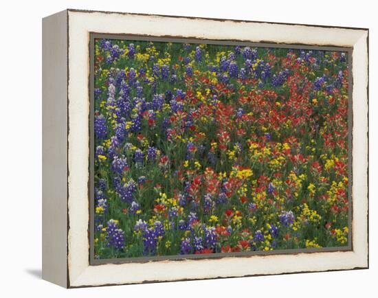 Texas Paintbrush and Bluebonnets with Low Bladderpod, Hill Country, Texas, USA-Adam Jones-Framed Premier Image Canvas