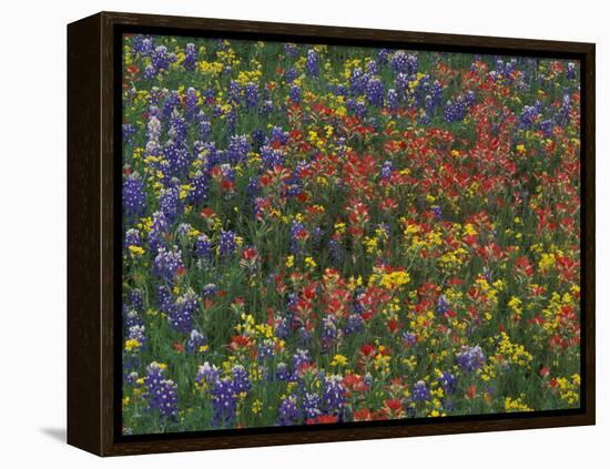 Texas Paintbrush and Bluebonnets with Low Bladderpod, Hill Country, Texas, USA-Adam Jones-Framed Premier Image Canvas