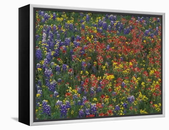 Texas Paintbrush and Bluebonnets with Low Bladderpod, Hill Country, Texas, USA-Adam Jones-Framed Premier Image Canvas