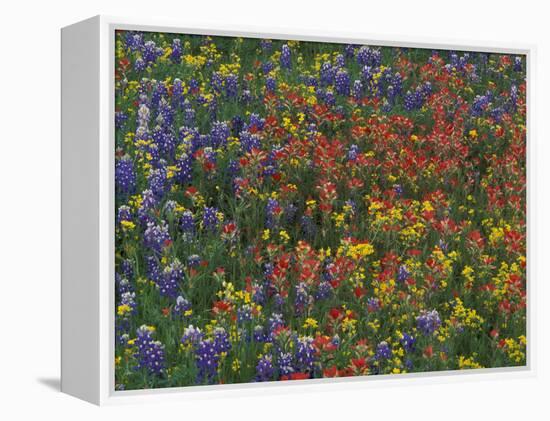Texas Paintbrush and Bluebonnets with Low Bladderpod, Hill Country, Texas, USA-Adam Jones-Framed Premier Image Canvas